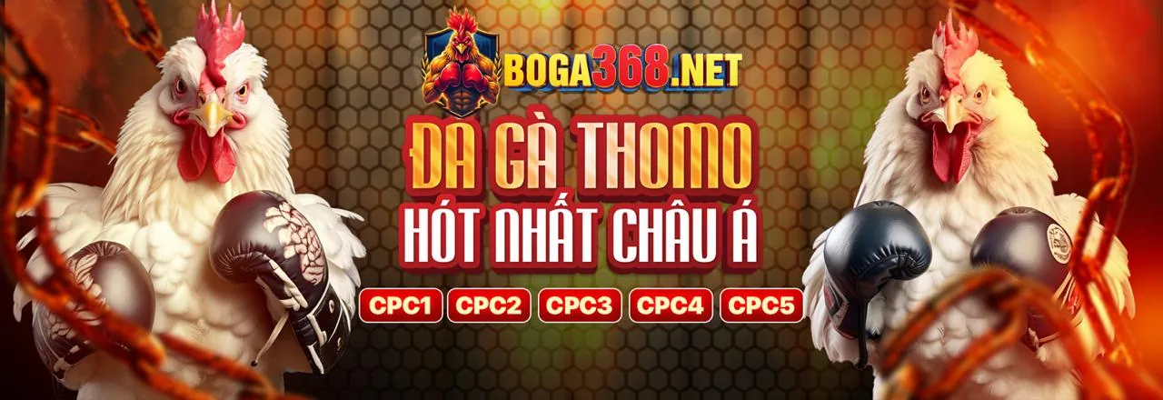 Giải đấu đá gà Thomo trực tiếp